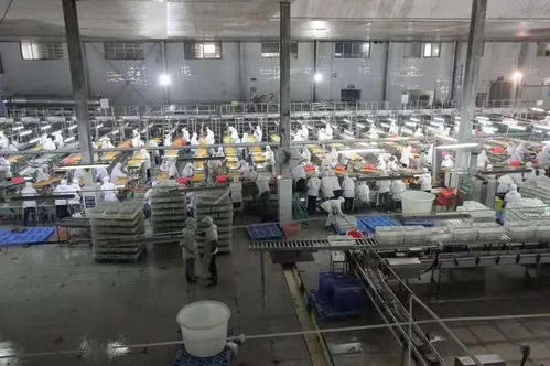 湖北食品廠季節(jié)性員工招聘啟事 共創(chuàng)美味，同繪未來(lái)